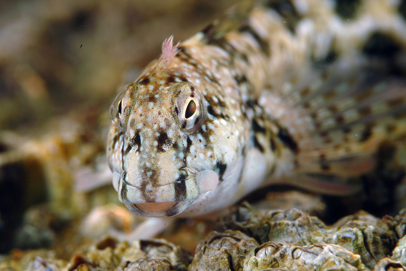 Coryphoblennius galerita